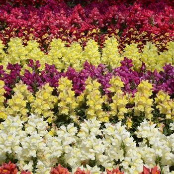 Antirrhinum majus (Snapdragon) - Snapshot™ 'Mix' Antirrhinum majus (Snapdragon) - Snapshot™ 'Mix'