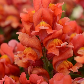 Antirrhinum majus (Snapdragon) - Snapshot™ 'Orange'