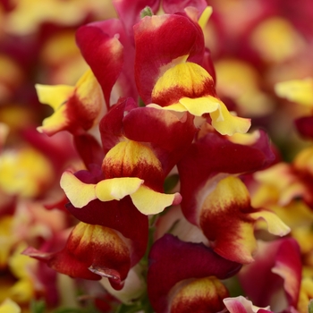 Antirrhinum majus (Snapdragon) - Snapshot™ 'Red Bicolor' Antirrhinum majus (Snapdragon) - Snapshot™ 'Red Bicolor'