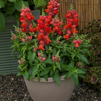 Antirrhinum (Snapdragon) - Candy Tops 'Orange' Antirrhinum (Snapdragon) - Candy Tops 'Orange'