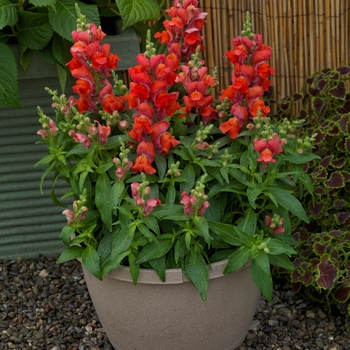 Antirrhinum (Snapdragon) - Candy Tops 'Orange'