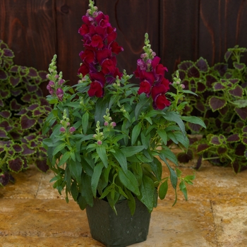 Antirrhinum (Snapdragon) - Candy Tops 'Red'