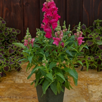 Antirrhinum (Snapdragon) - Candy Tops 'Rose'