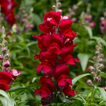 Antirrhinum majus (Snapdragon) - Snaptastic™ 'Red'