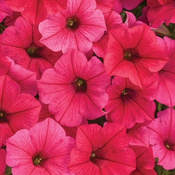 Petunia - Supertunia Vista&reg; 'Paradise'