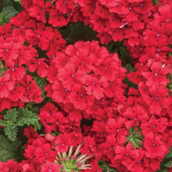 Verbena - Superbena&reg; 'Red'