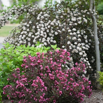 Physocarpus opulifolius - Ninebark