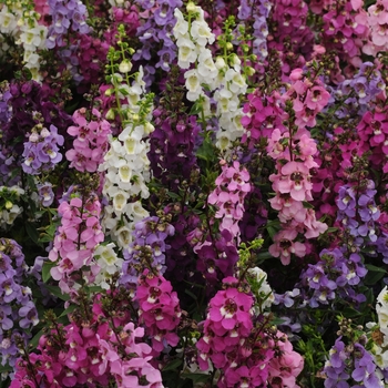 Angelonia angustifolia (Summer Snapdragon) - Serenita® Mix Angelonia angustifolia (Summer Snapdragon) - Serenita® Mix