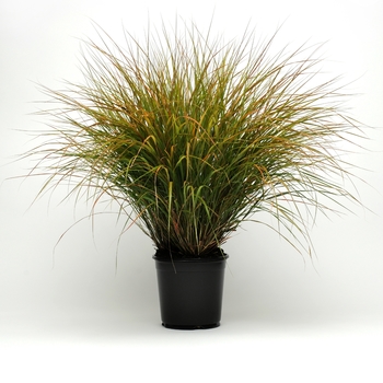 Anemanthele lessoniana (Stipa Grass) - ColorGrass&reg; 'Sirocco'