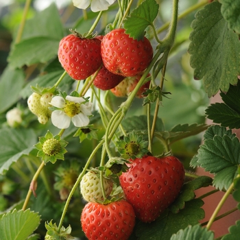 Fragaria - 'Cupido&reg;' Strawberry