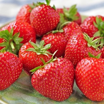 Fragaria - 'Eversweet' Everbearing Strawberry