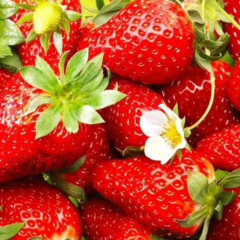 Fragaria x ananassa - 'Quinault' Strawberry