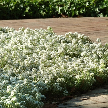 Lobularia maritima (Alyssum, Sweet Alyssum) - Clear Crystal® White