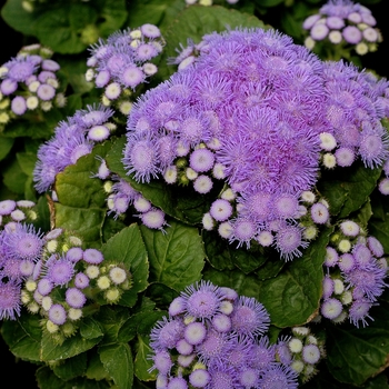 Ageratum houstonianum - 'Aloha Blue' Floss Flower Ageratum houstonianum - 'Aloha Blue' Floss Flower