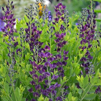 Baptisia australis 'Grape Taffy' PP26587 (False Indigo) - Grape Taffy False Indigo Baptisia australis 'Grape Taffy' PP26587 (False Indigo) - Grape Taffy False Indigo