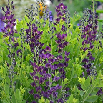 Baptisia australis 'Grape Taffy' PP26587 (False Indigo) - Grape Taffy False Indigo