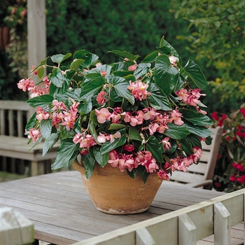 Begonia - Dragon Wing® Pink Begonia - Dragon Wing® Pink