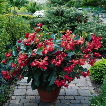 Begonia - Dragon Wing® 'Red' Begonia - Dragon Wing® 'Red'