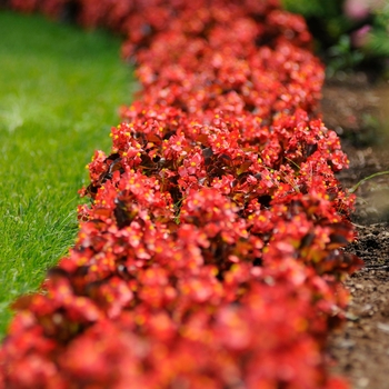 Begonia semperflorens (Wax Begonia) - Harmony 'Scarlet' Begonia semperflorens (Wax Begonia) - Harmony 'Scarlet'
