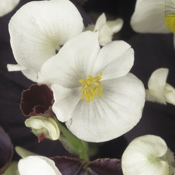 Begonia semperflorens (Wax Begonia) - Harmony 'White'
