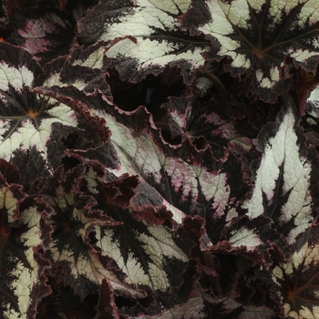 Begonia rex-cultorum (Rex Begonia) - Jurassic™ 'Silver Point'
