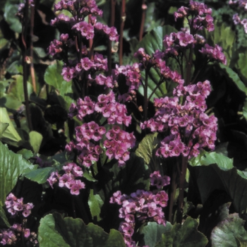 Bergenia cordifolia 'Red Beauty' (Pig Squeak) - Red Beauty Pig Squeak Bergenia cordifolia 'Red Beauty' (Pig Squeak) - Red Beauty Pig Squeak
