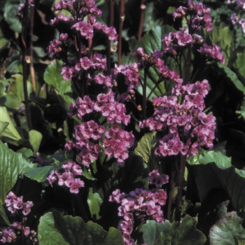 Bergenia cordifolia 'Red Beauty' (Pig Squeak) - Red Beauty Pig Squeak