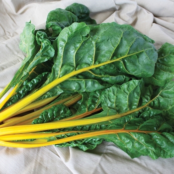 Beta vulgaris var. cicla - 'Eldorado' Swiss Chard