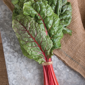 Beta vulgaris var. cicla - 'Ruby Red' Swiss Chard