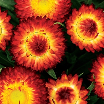 Bracteantha bracteata (Strawflower) - Cottage&trade; 'Bronze'