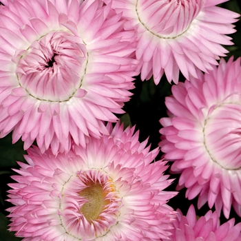 Bracteantha bracteata (Strawflower) - Cottage™ 'Pink'