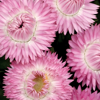 Bracteantha bracteata (Strawflower) - Cottage&trade; 'Pink'