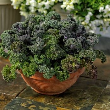 Brassica oleracea var acephala ''Red'' (Flowering Kale) - Yokohama Red