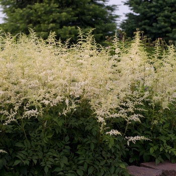 Astilbe x arendsii 'Bridal Veil®' (False Spirea) - Bridal Veil® False Spirea Astilbe x arendsii 'Bridal Veil®' (False Spirea) - Bridal Veil® False Spirea