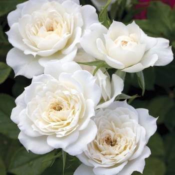 Rosa (Rose) - Sunblaze&reg; Bridal