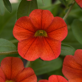 Calibrachoa (Trailing Petunia) - MiniFamous® Neo 'Deep Orange'
