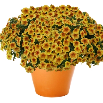 Calibrachoa (Mini Petunia) - Aloha Kona 'Honeycomb'
