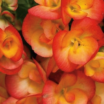 Begonia x hiemalis - 'Amstel Carneval' Rieger Begonia Begonia x hiemalis - 'Amstel Carneval' Rieger Begonia
