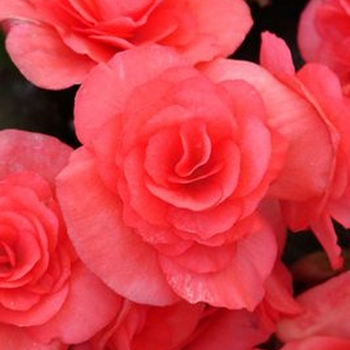 Begonia x hiemalis (Rieger Begonia) - Solenia® 'Dark Pink' Begonia x hiemalis (Rieger Begonia) - Solenia® 'Dark Pink'