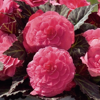 Begonia x tuberhybrida (Tuberous Begonia) - Nonstop® 'Mocca Pink Shades' Begonia x tuberhybrida (Tuberous Begonia) - Nonstop® 'Mocca Pink Shades'