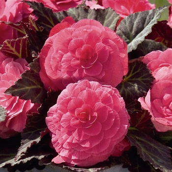 Begonia x tuberhybrida (Tuberous Begonia) - Nonstop® 'Mocca Pink Shades'