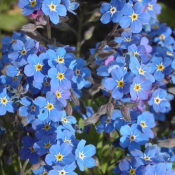 Myosotis sylvatica - 'Bluesylva' Forget Me Not