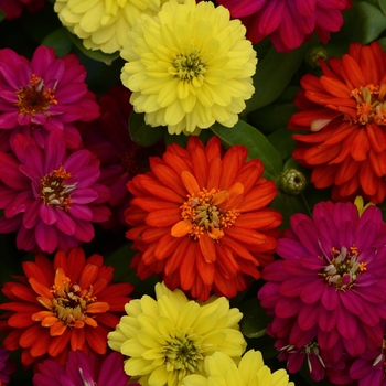 Zinnia marylandica - Double Zahara™ 'Brilliant Mixture'