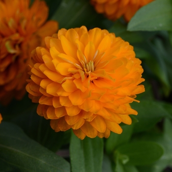 Zinnia marylandica - Double Zahara™ Bright Orange Zinnia marylandica - Double Zahara™ Bright Orange