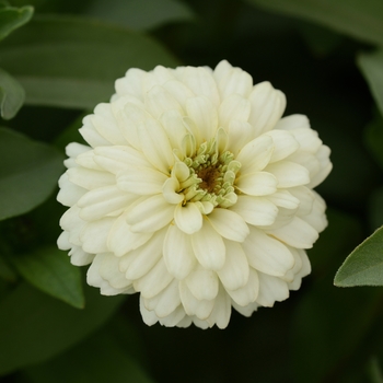 Zinnia marylandica - Double Zahara&trade; 'White'