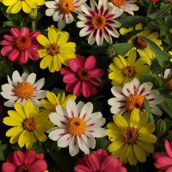 Zinnia marylandica - Zahara&reg; 'Raspberry Lemonade Mix'