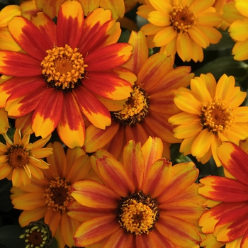 Zinnia marylandica - Zahara™ 'Sunburst'