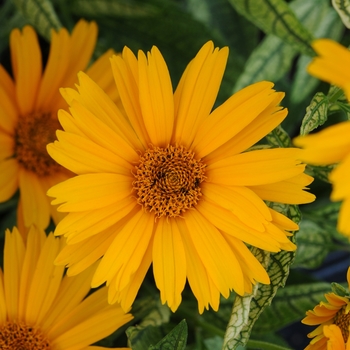 Heliopsis helianthoides 'Sunstruck' (False Sunflower) - Sunstruck False Sunflower