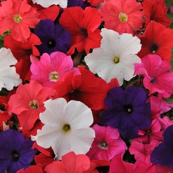 Petunia - EZ Rider&reg; 'Formula Mix'