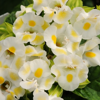 Torenia fournieri - 'Kauai Lemon Drop' Wishbone Flower